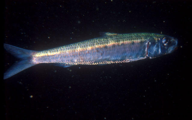 Sardinops melanostictus